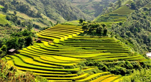 Travel Sapa